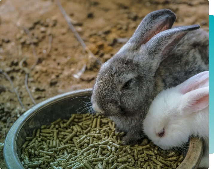 Alimentação Animal e Feed Safety
